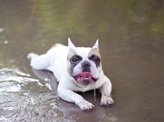 bulldog, dog, french, french bulldog, pet, animal, puppy, cute, white, canine, isolated, breed, adorable, portrait, young, brown, bull, mammal, pedigree, funny, domestic, studio, purebred, small, isol