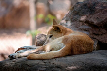 An Australian Dingo