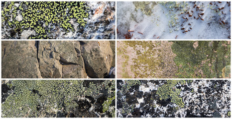 Wall Mural - Set of natural textures. Lichen and stones in the snow. Collection of panoramic natural backgrounds for design. Winter tundra in the Arctic. Nature of Polar region.