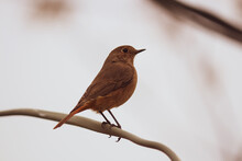 Closeup Of A  Brown Robin Perched On A Branch