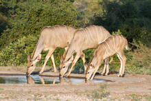 Greater Kudu (Tragelaphus Strepsiceros) Female Family Drinking At A Waterhole With Reflections In Greater Kruger National Park, South Africa With Blurred Background