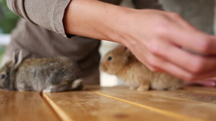 Wall Mural - Closeup view of cute brown and grey rabbits. woman hands feeding animals with cucumber on wood table. Real time full hd video footage.