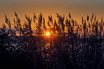 Wall Mural - Sonnenaufgang am Markkleeberger See bei Leipzig.