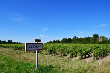 Wall Mural - Vouvray; France - july 15 2020 : vineyard