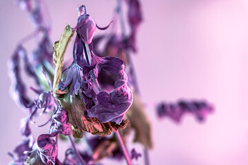 Poster - Close up faded flowers in the color light. Beautiful plant minimal in neon light. Minimalism retro style concept. Background pattern for design.