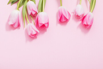 beautiful pink tulips on pink background