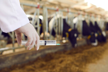 Close up of a syringe with the vaccine in the hand of a veterinarian who is vaccinating cows.