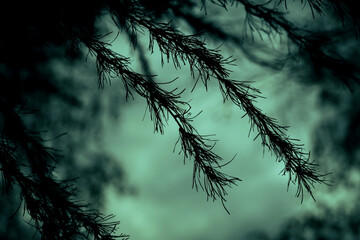 Wall Mural - Horror concept silhouette of a larch branch, a gnarled coniferous tree against the background of an eerie mystical blue green sky in a strange ghostly moonlight with dark shadows