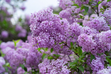 Wall Mural - Blooming lilac flowers