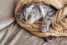 Ill Gray Scottish Fold Cat Lies Under A Blanket With A Thermometer. Pet Disease Concept, Veterinary Medicine.
