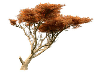 Sticker - 3D Rendering Acacia Tree on White