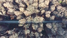 Aerial Footage Of Slow Sideways Flight Over Foot Path And Leafless Trees In The Autumnal Forest