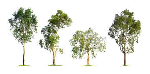 eucalyptus tree isolated on white background