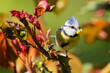Mésange bleue posée sur un rosier au printemps avec une larve dans le bec