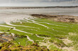 Marée verte, pollution algues vertes dans une crique devant des parcs à moules et à huîtres en Bretagne. Réseau des écoulements