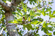 © Rachel Weill - A ripe fig on tree