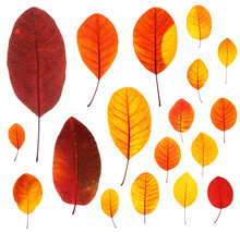 Set Of Backlit Red-yellow Autumn Leaves Of Cotinus Coggygria Plant, Isolated On White Background, Clean And Sharp, High Resolution