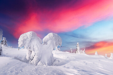 Fantastic winter landscape with snowy trees and sunrise pink sky. Lapland, Finland, Europe. Christmas holiday concept