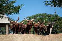 Watusi Cattle Is The Bull With The Longest Horns In The World.