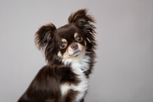 Brown Long Haired Chihuahua Dog Portrait Indoors