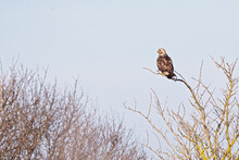 A Rough-legged Buzzard Resting On A Cold Morning On A Tree Branch.