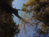 Fototapeta Na sufit - picture of skyblue sky and trees. nature photo