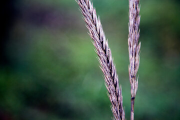 Field grass seeds in a meadow in the sunset light.