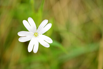 close up of white flower