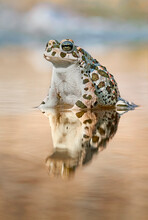 The European Green Toad (Bufotes Viridis) Taking Bath In Evening's Rays.