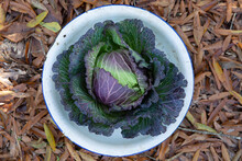 Purple And Green Cabbage In White Bowl 2