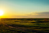 Fototapeta Natura - sunset in the field