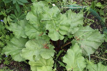 Rhubarb Plant In The Garden
