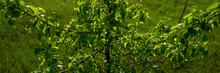 Branches And Green Foliage Of Wild Pear On A Background Of Grass.