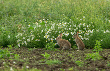 Rabbits. Two Wild, Native Young Rabbits (Oryctolagus Cuniculus) On The Edge Of Farmland With White Dog Daisies And Facing Left.  Summertime. North Yorkshire, England, UK.  Horizontal.  Space For Copy.