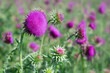 Purple milk thistle flowers, close up. Spiny plants on the field.