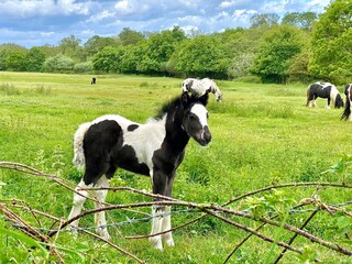 Horse in a meadow