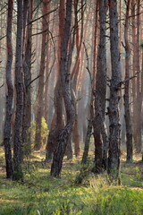 Wall Mural - Pine forest