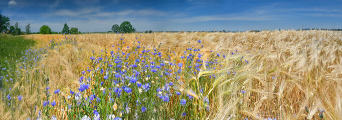 Panoramic view of wheat field and cornflowers