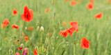 Fototapeta  - Bright red wild poppies, flowers wet from rain, growing in field of green unripe wheat