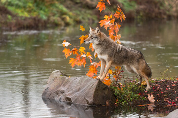 Wall Mural - coyote (canis latrans) paws up on rock autumn
