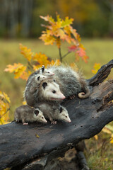 Wall Mural - virginia opossum (didelphis virginiana) family all turned right atop log autumn