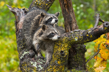 Wall Mural - raccoons (procyon lotor) look to right in tree autumn