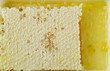 Golden honeycomb acacia honey slice