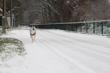 Beautiful Husky Dog Running Through Snow Towards The Camera Daytime