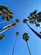 tall palm trees from a low angle