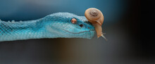 Snake And Snail
