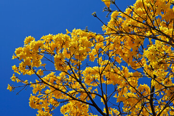 Golden trumpet tree or Yellow ipe tree (Handroanthus chrysotrichus), Rio de Janeiro, Brazil