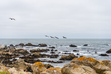 Pelicans Flying Over Sea