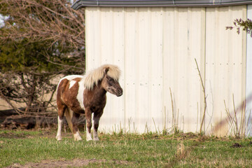 A white and brown donkey standing next to a barn