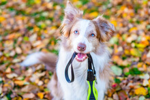 Border Collie Dog Holds Leash In It Mouth And Wait A Walk In Autumn Park. Empty Space For Text
